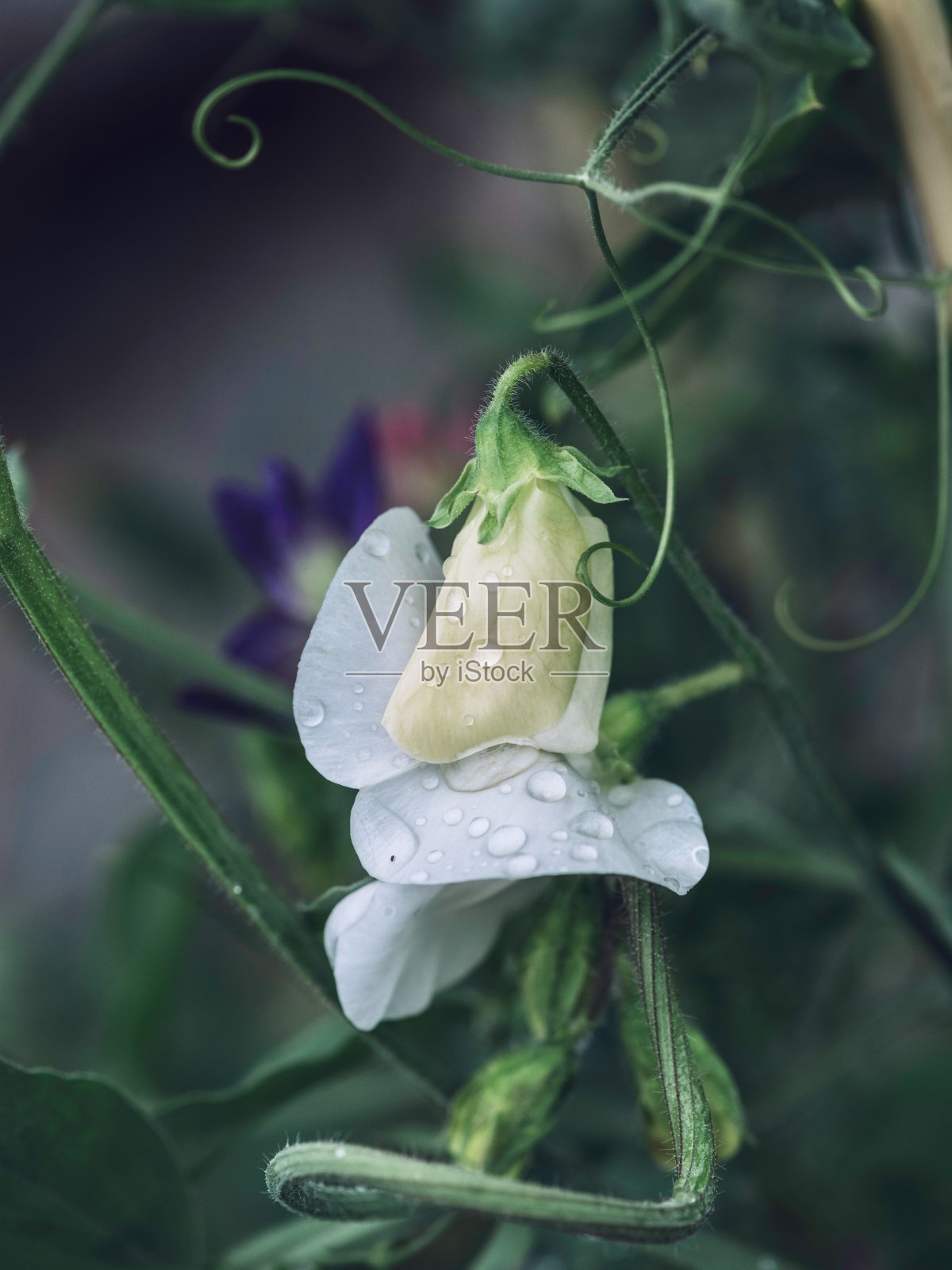 汗湿豌豆照片摄影图片