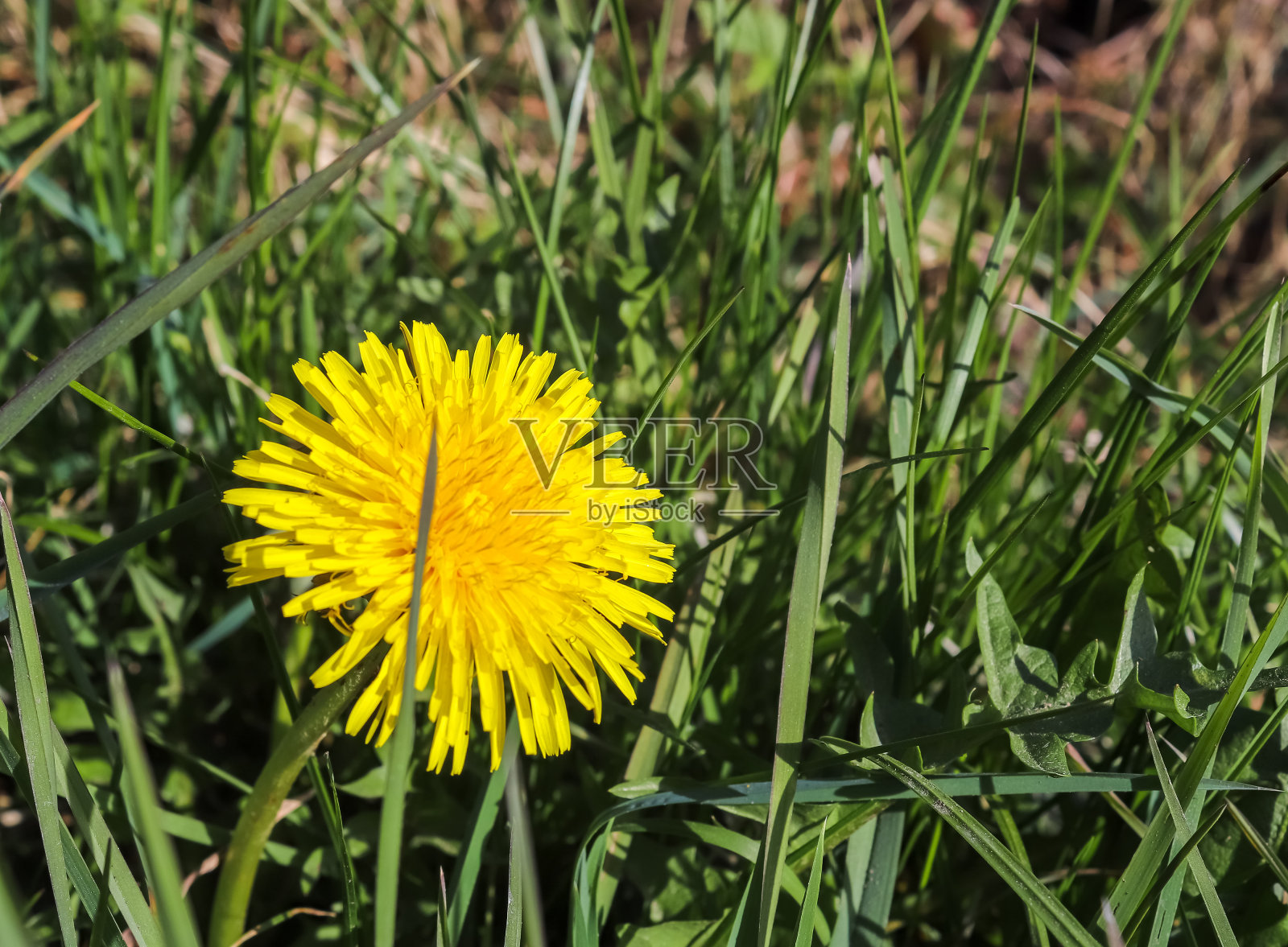 近距离观看蒲公英花在绿色草地在春天。花卉领域。照片摄影图片
