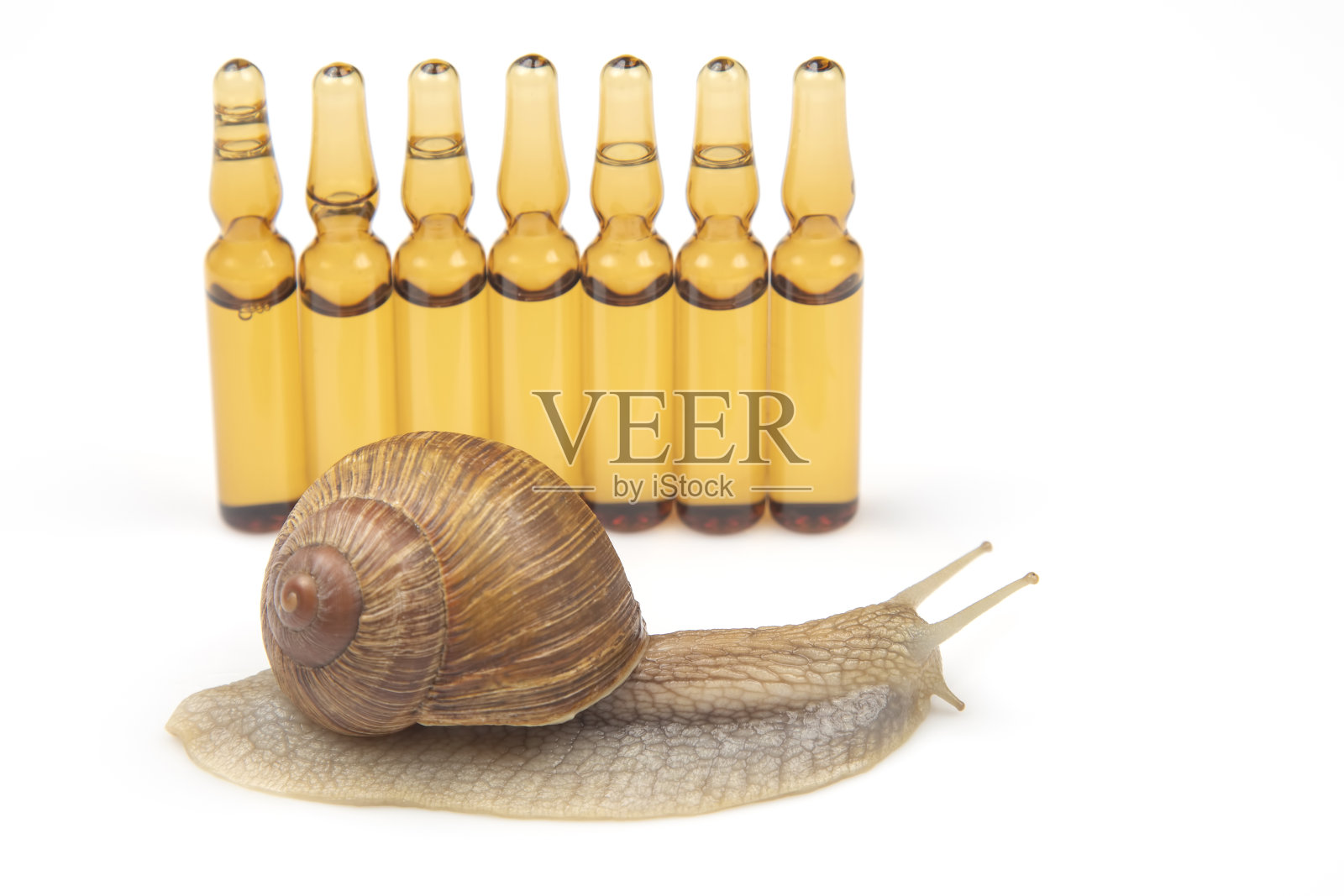 螺旋pomatia。蜗牛和医用注射剂软体动物和无脊椎动物。美味的肉和美食照片摄影图片