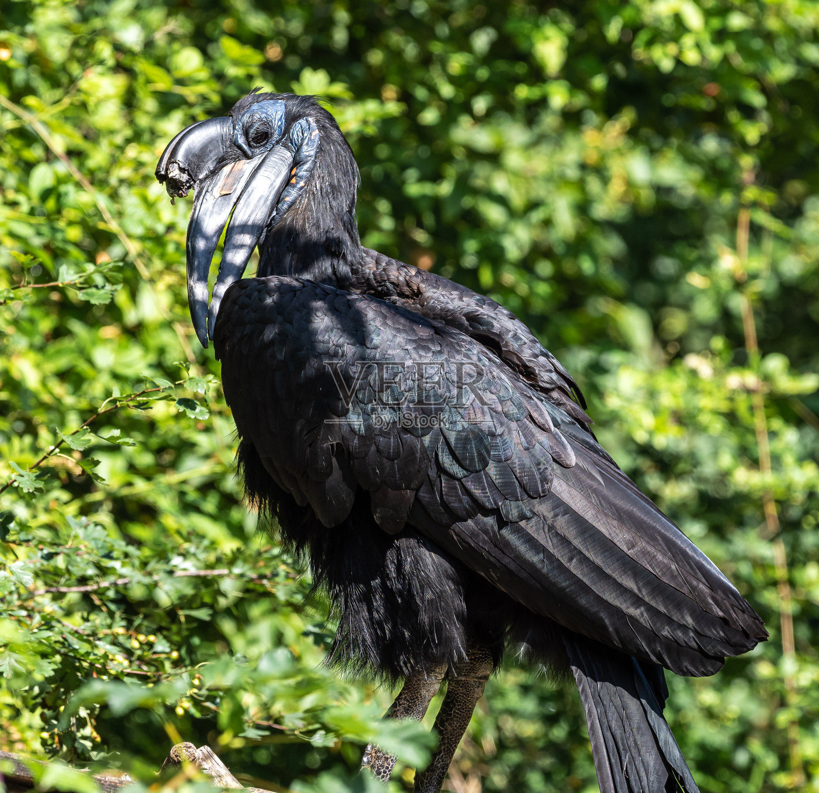 阿比西尼亚北部地犀鸟,阿比西尼亚布科乌斯怪鸟照片摄影图片