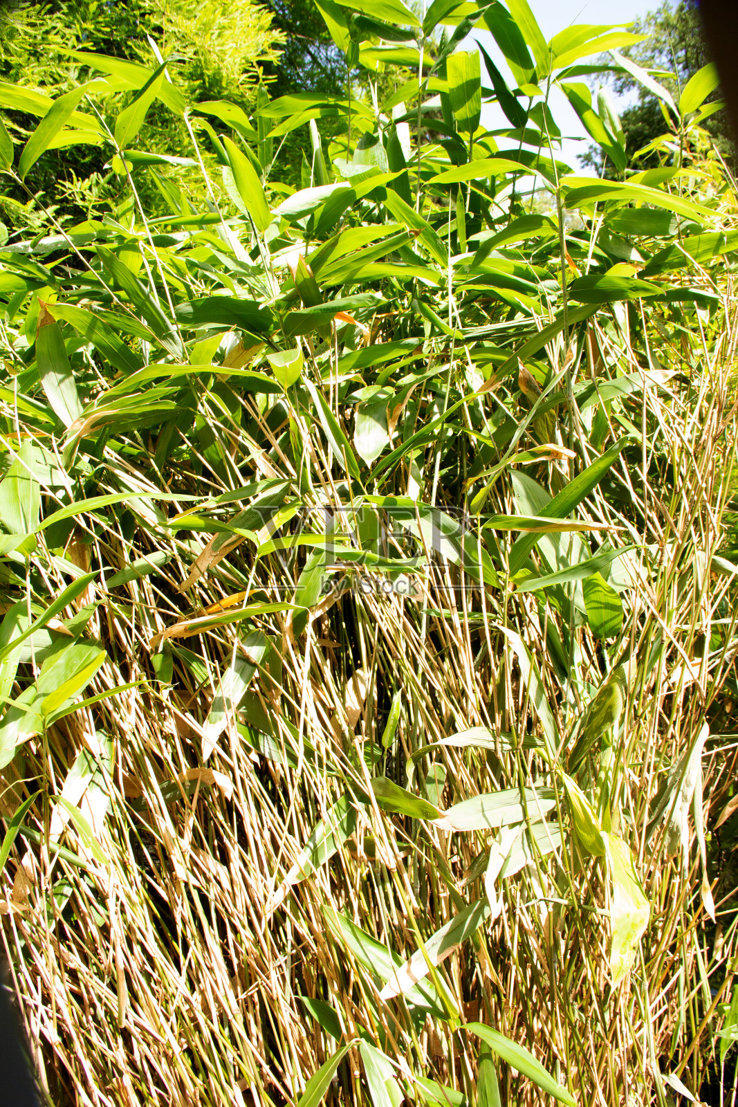 观鱼竿竹,又称金竹,学名金竹照片摄影图片