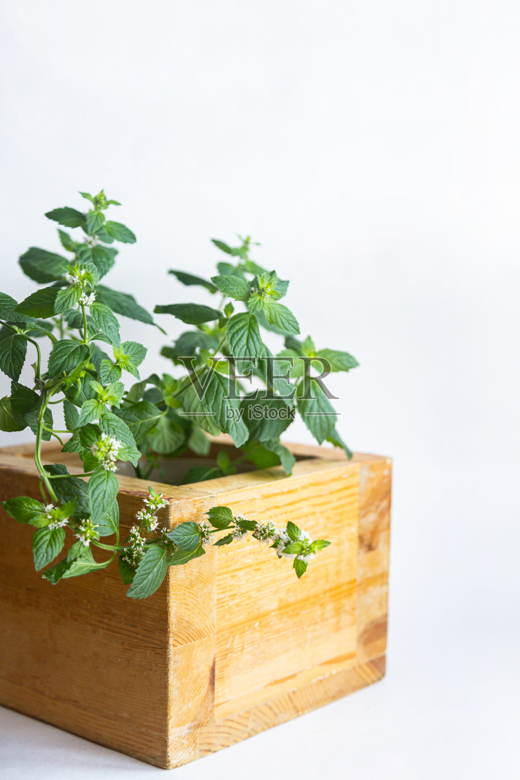 玛丽莎花在一个装饰性的木壶照片摄影图片