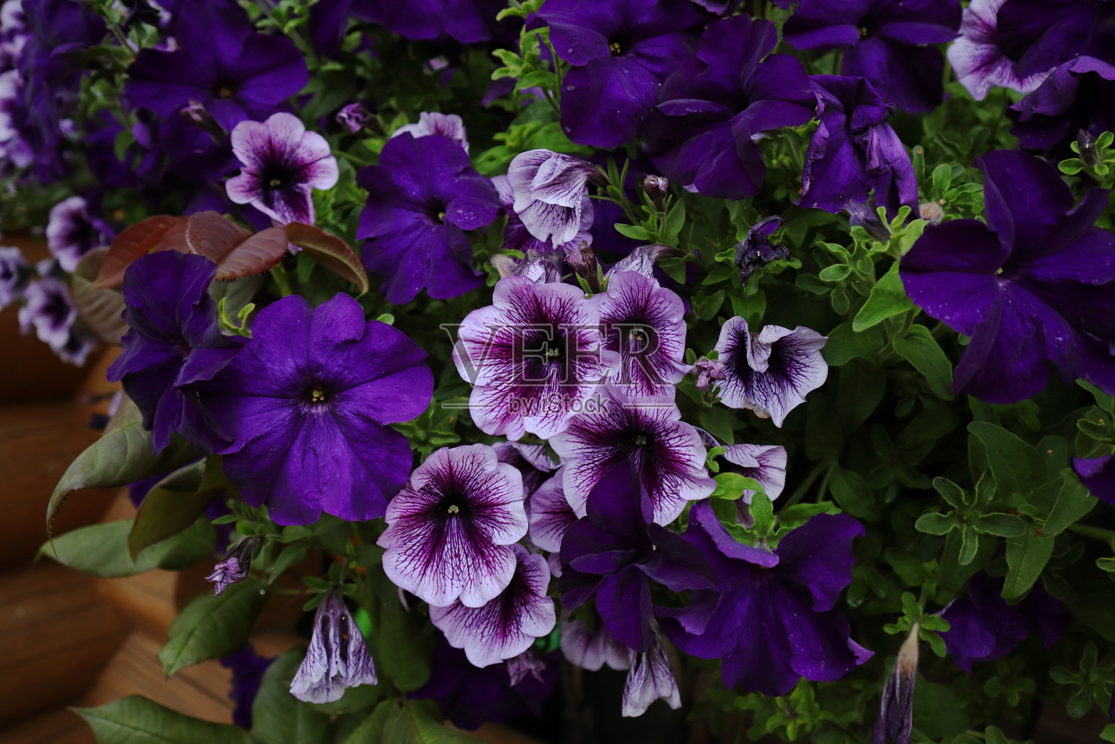 佩妮在花园里。紫罗兰,粉红色,白色的花近看照片摄影图片