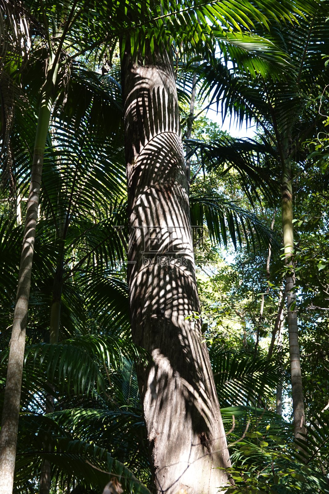 树干上的棕榈树阴影照片摄影图片