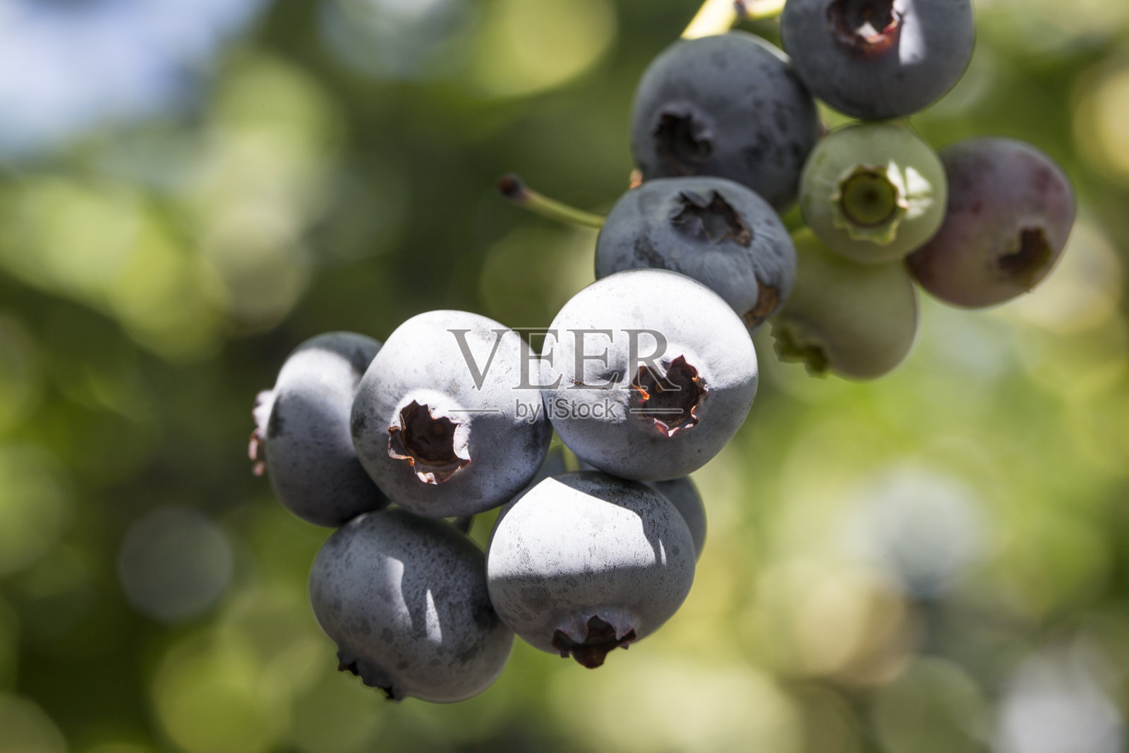 一丛成熟的越桔在夏天的特写。照片摄影图片