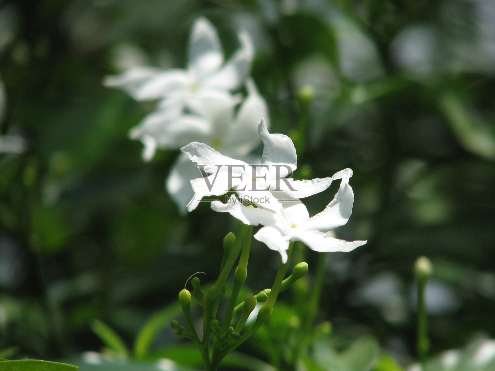 绉茉莉花照片摄影图片