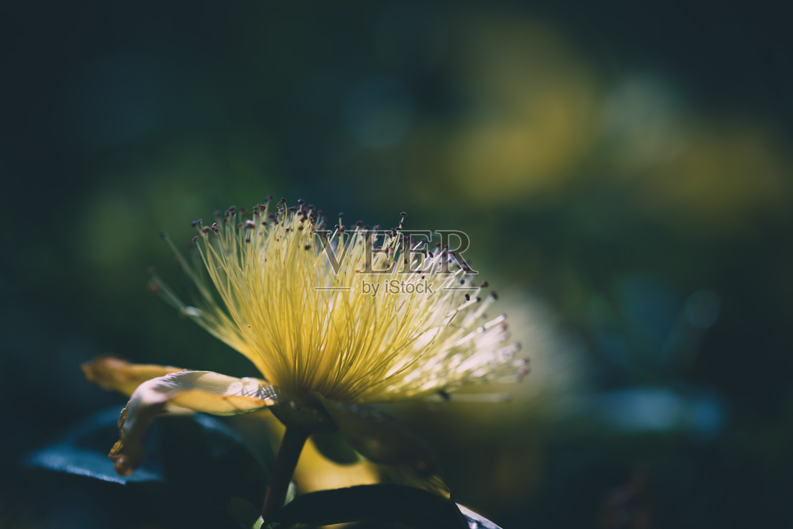 贯叶连翘照片摄影图片
