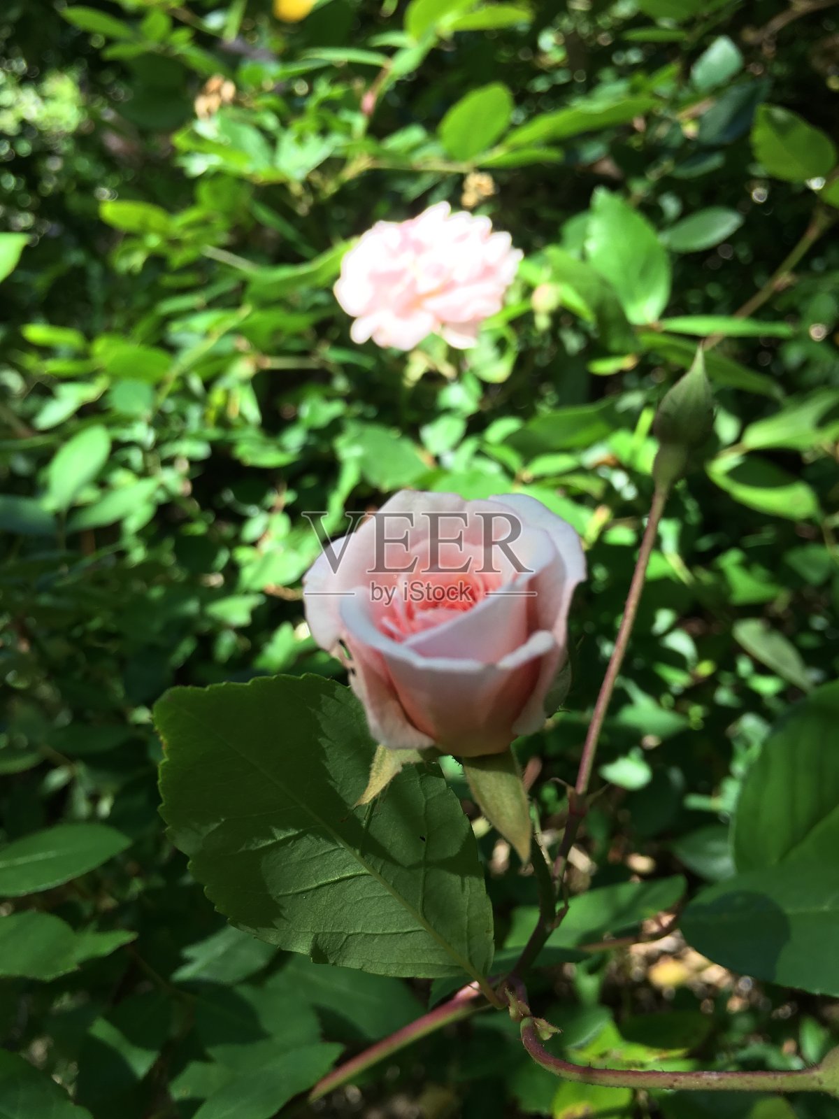 晨光中娇嫩的粉红玫瑰照片摄影图片