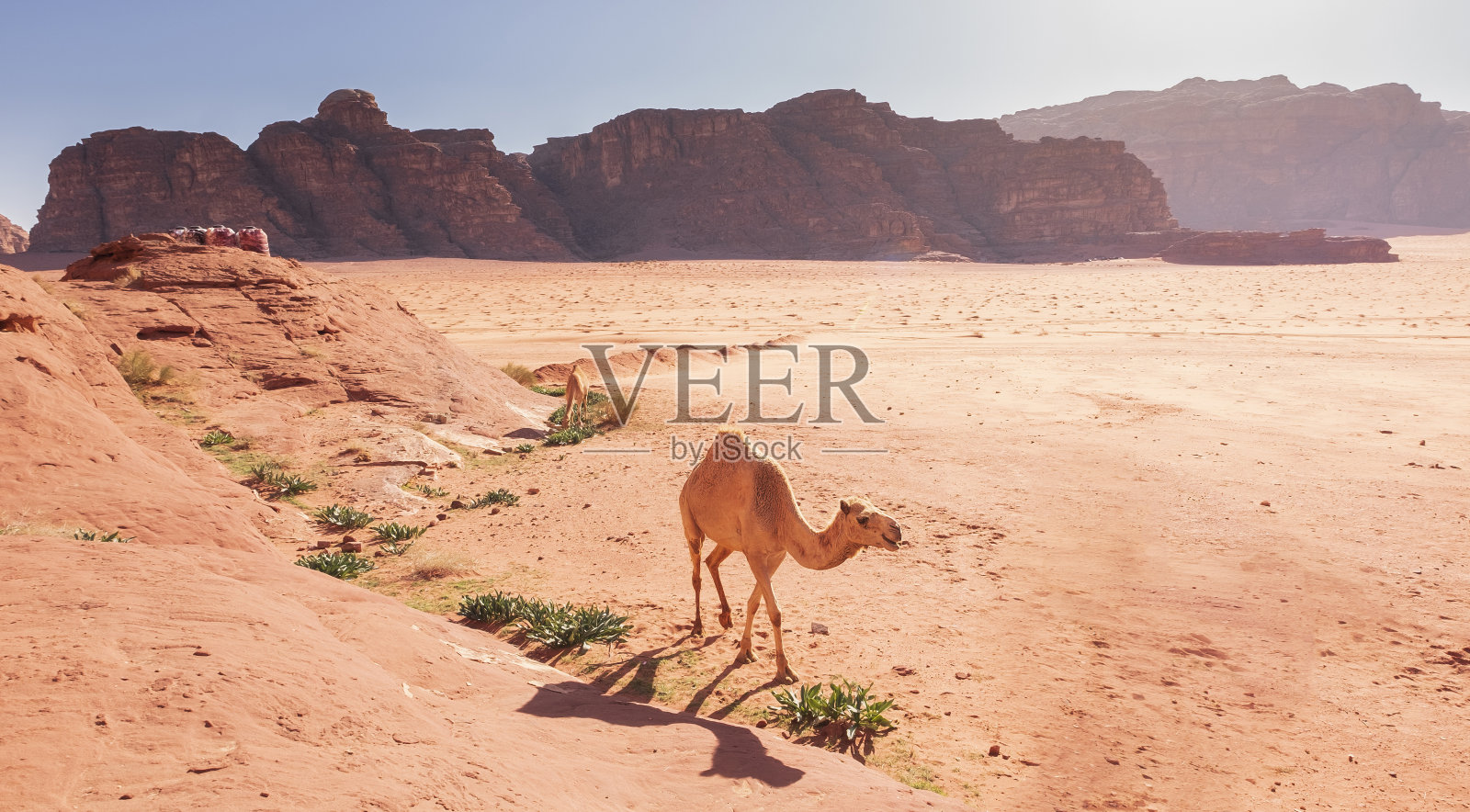 约旦瓦迪拉姆沙漠中的白色骆驼照片摄影图片