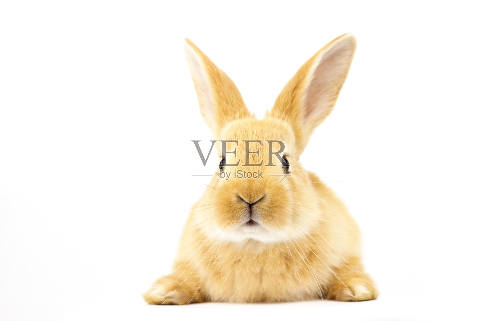 白色背景上一只姜黄色兔子的头。照片摄影图片