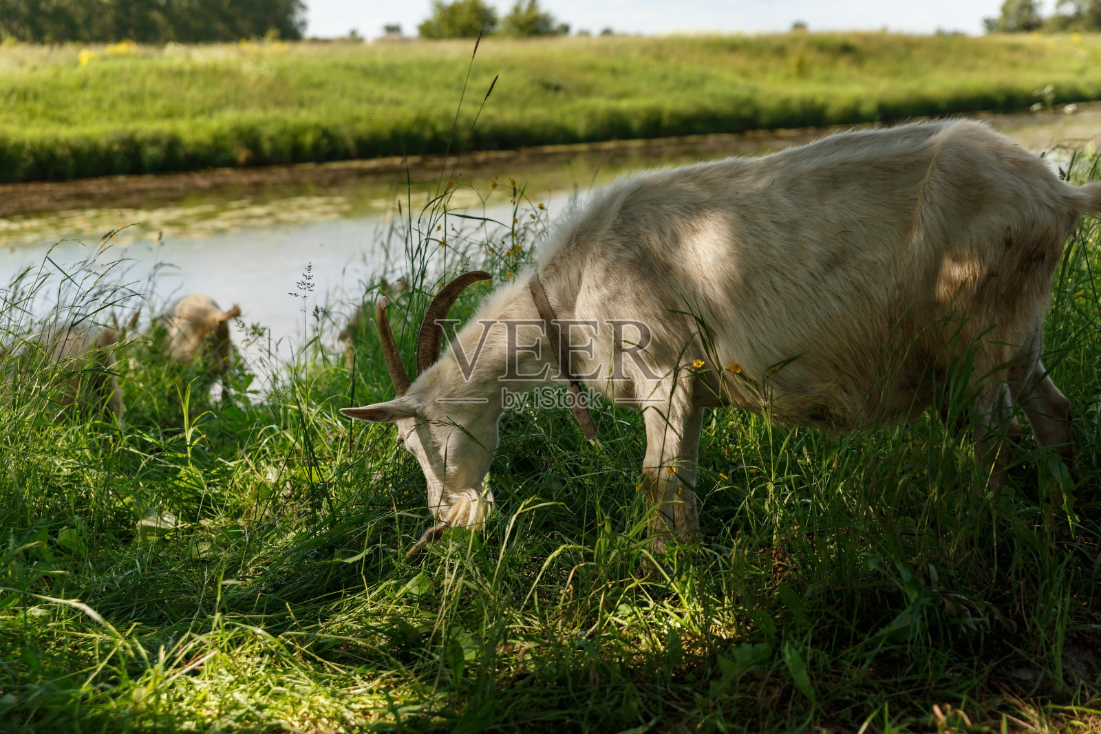 白山羊在河边吃草照片摄影图片