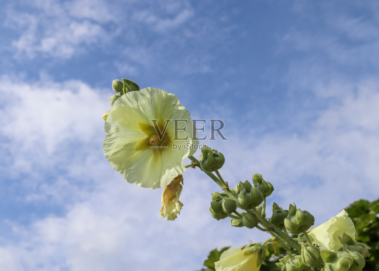 粉红色的花短尾玫瑰在绿色和新鲜的背景上接近照片摄影图片