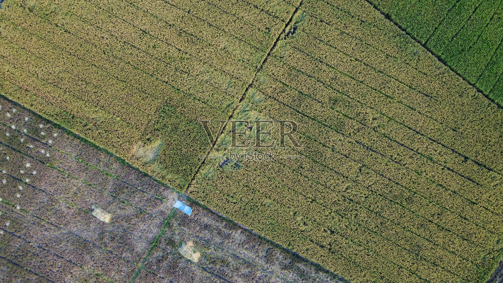 青苗稻田质地。绿色水稻植株生长。鸟瞰图照片摄影图片