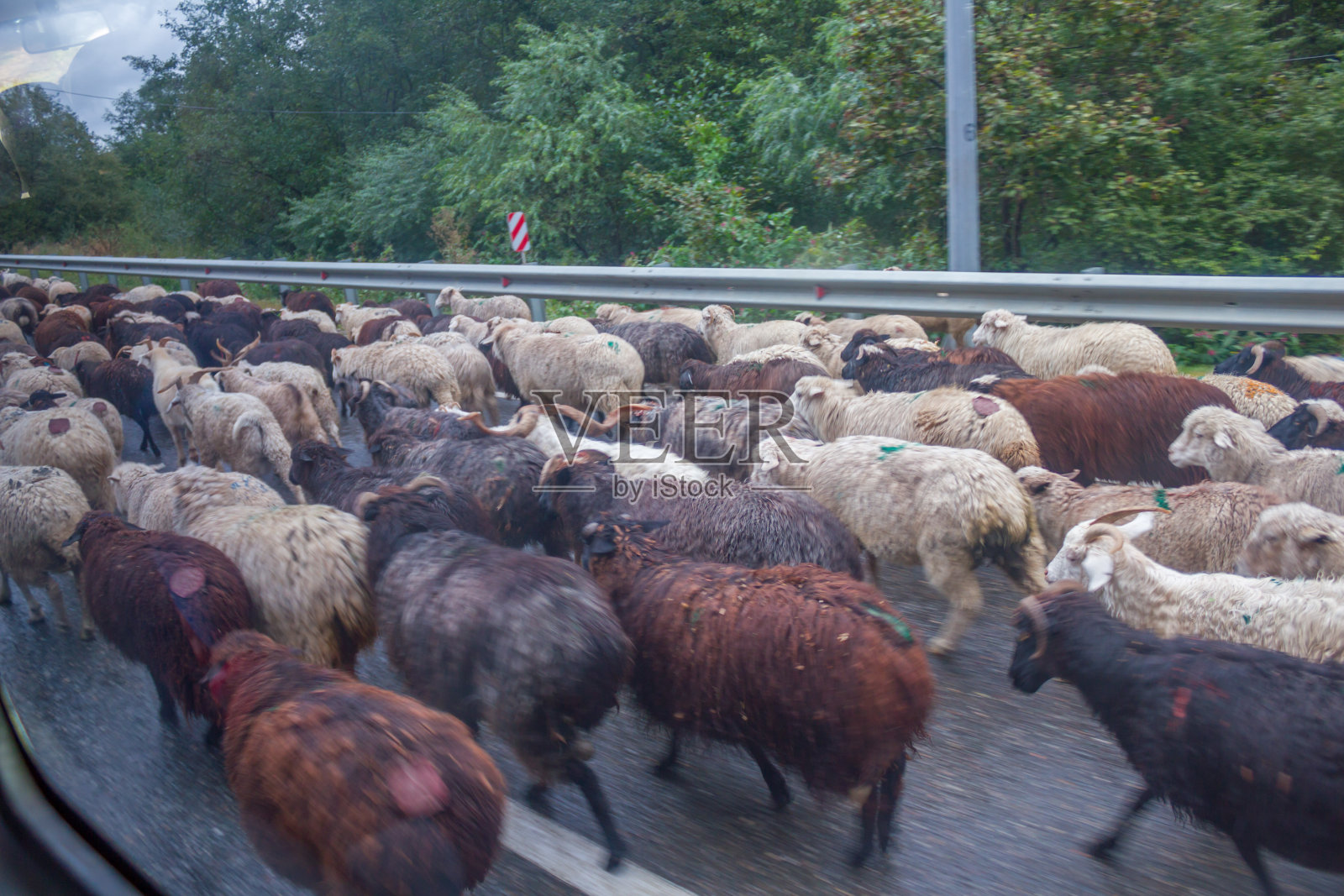 在路上赶羊照片摄影图片