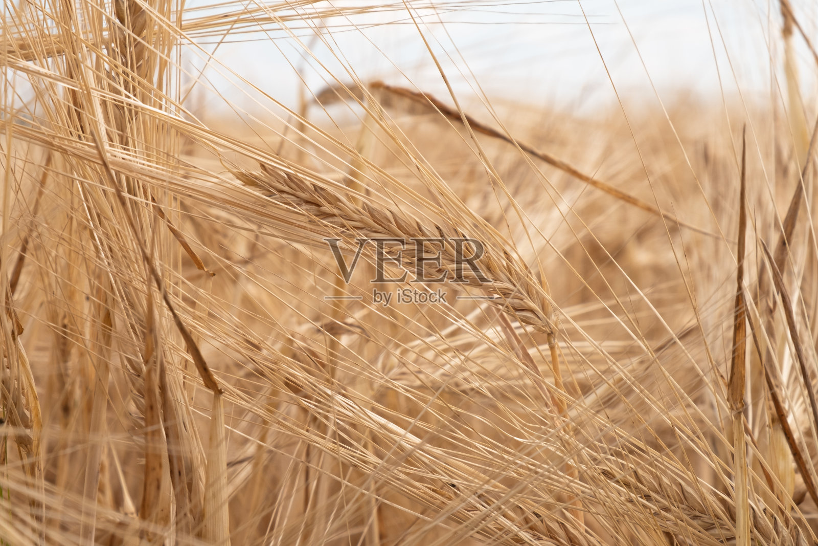 田间成熟小麦的小穗。下午的黄麦穗照片摄影图片