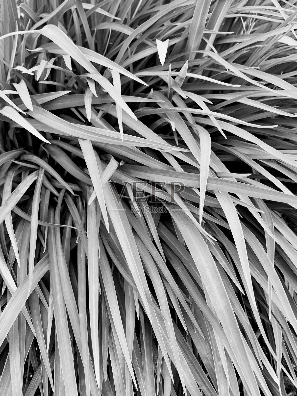 长叶植物近处黑白相间照片摄影图片