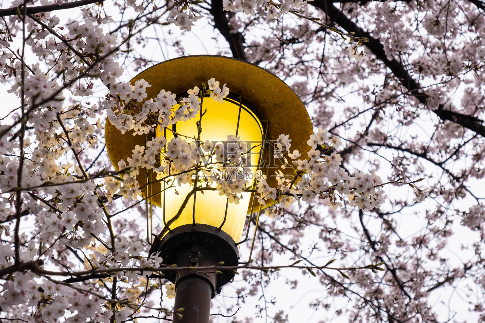 樱花盛开,街灯黄照片摄影图片