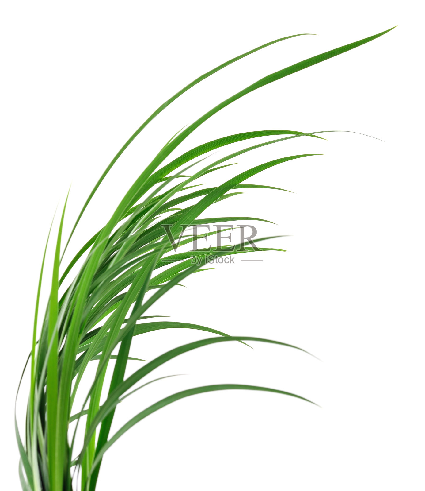 绿草的叶子。照片摄影图片