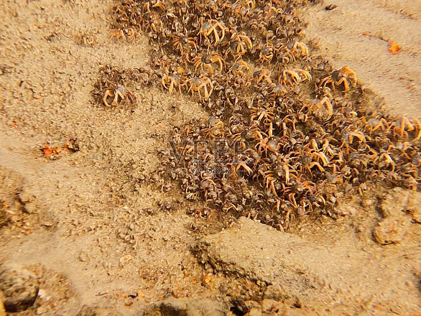这是一群年轻的螃蟹照片摄影图片