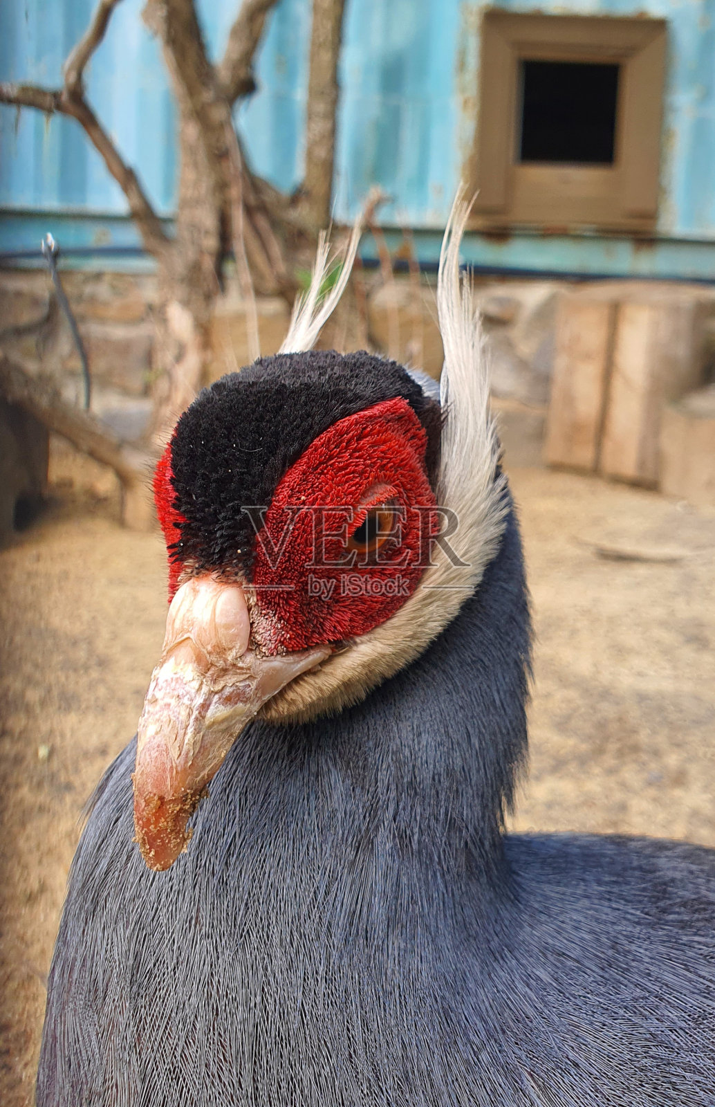 动物园里的野鸡照片摄影图片