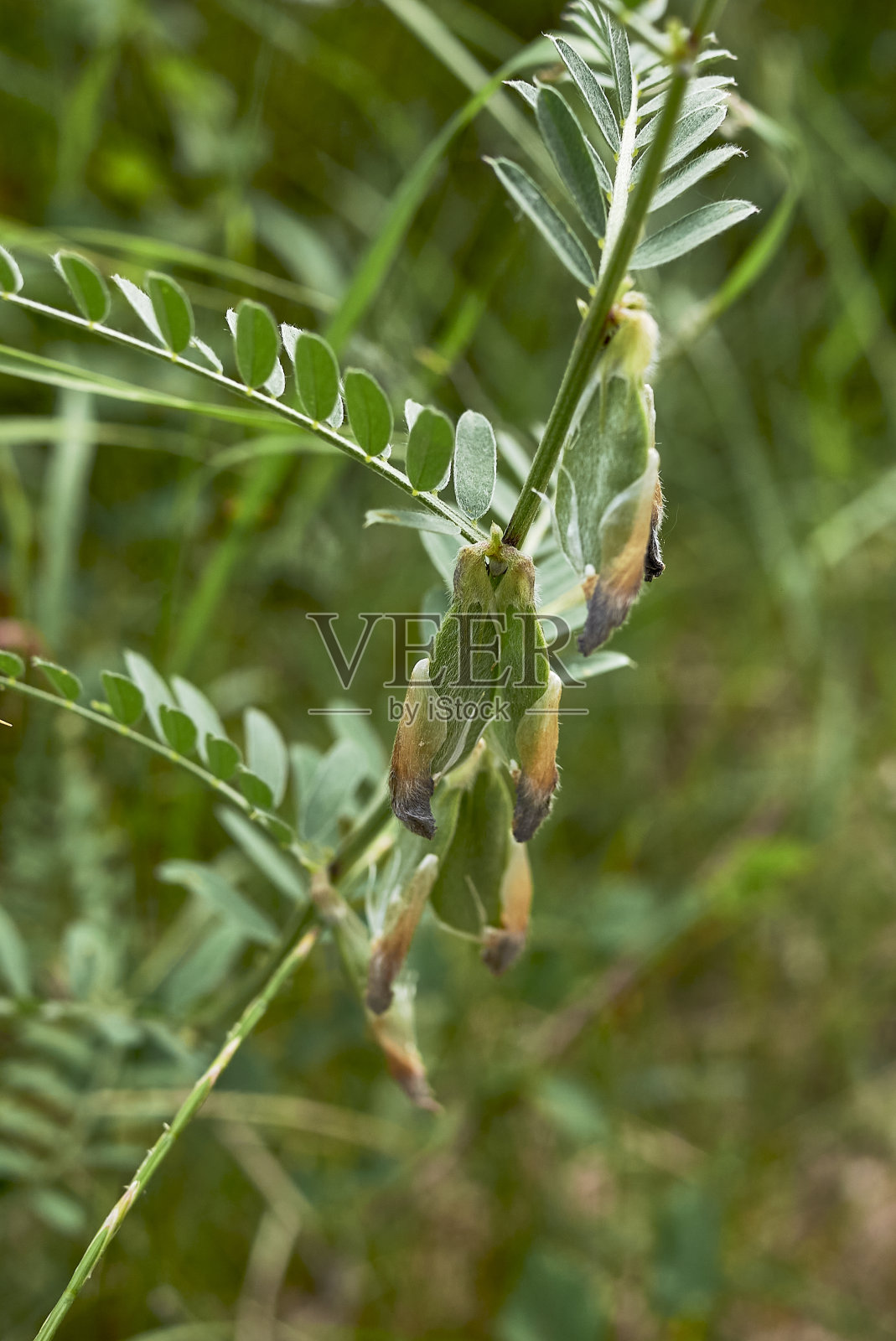 维西亚·潘诺尼卡 - 新年照片摄影图片