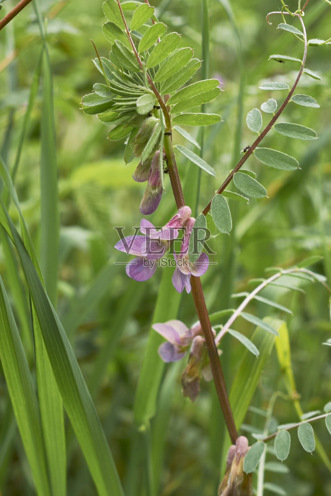 维西亚·潘诺尼卡 - 新年照片摄影图片
