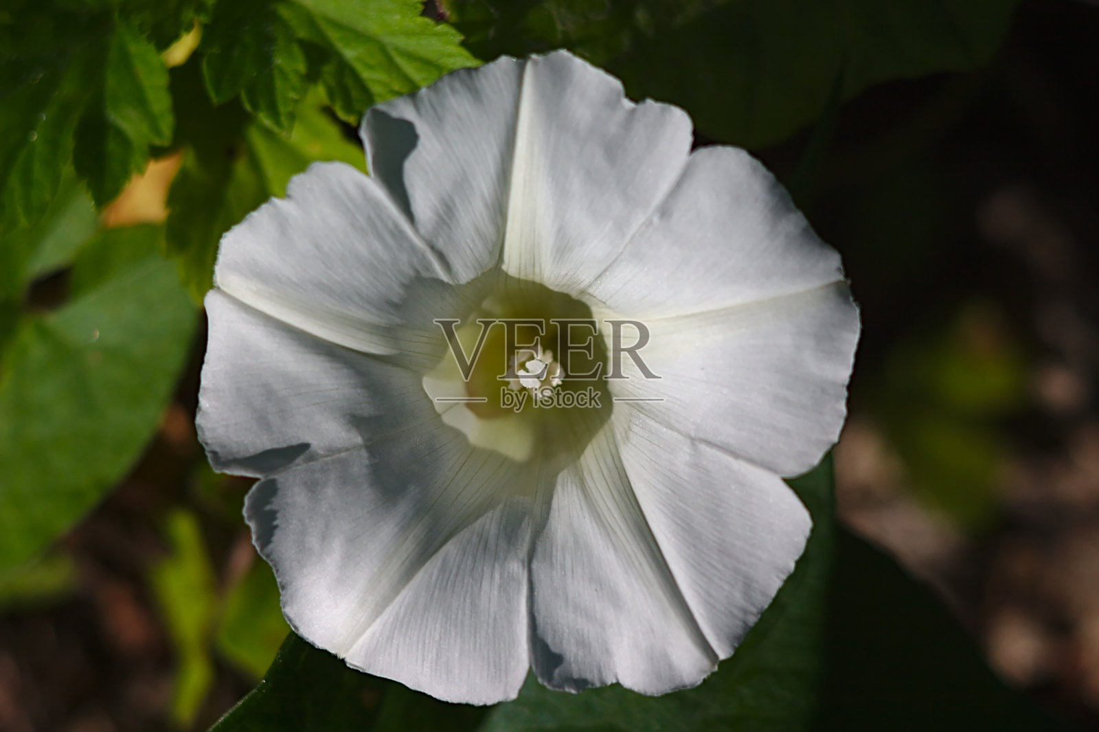 美丽的白色旋花(萼)照片摄影图片