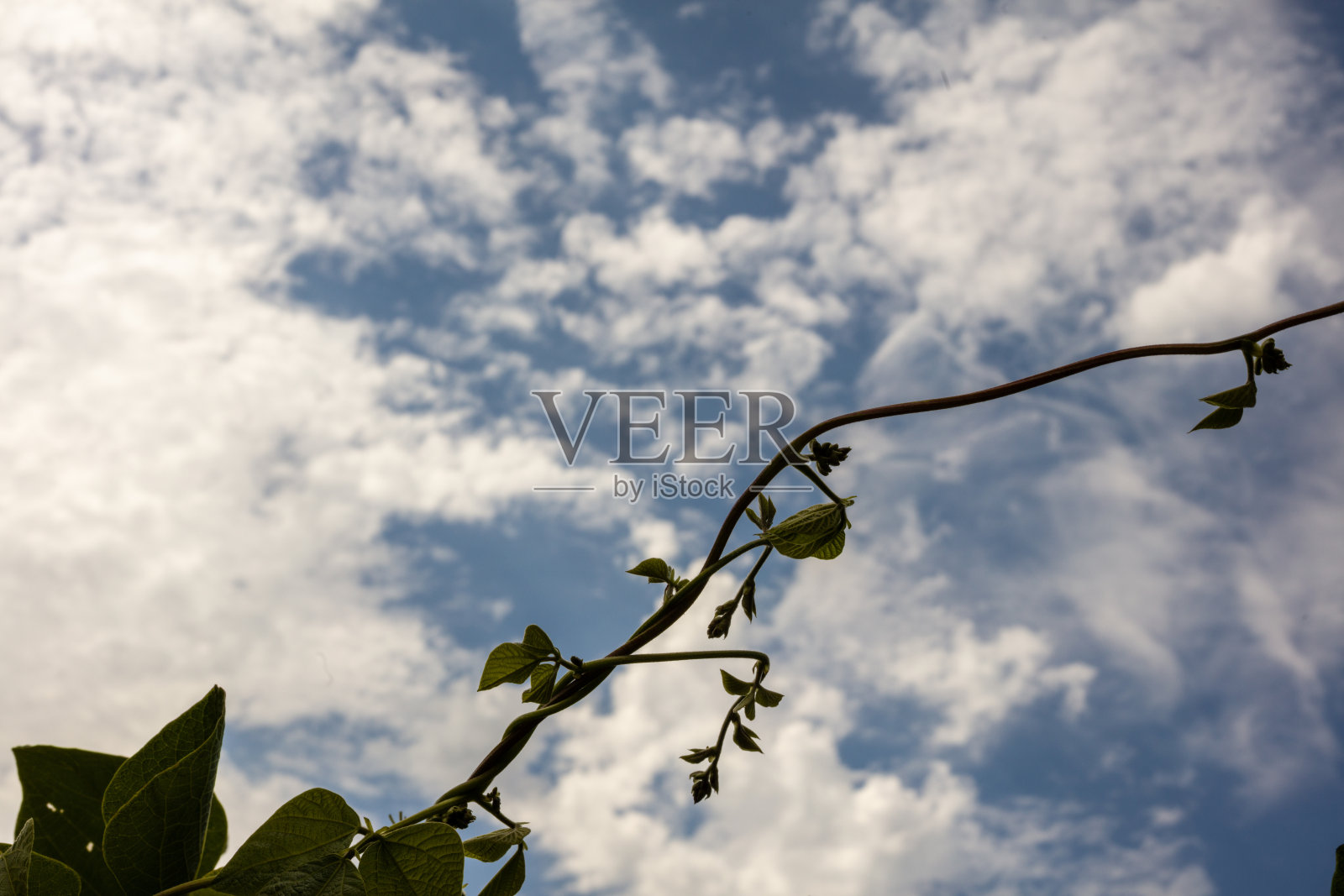 天空下的红花菜豆照片摄影图片