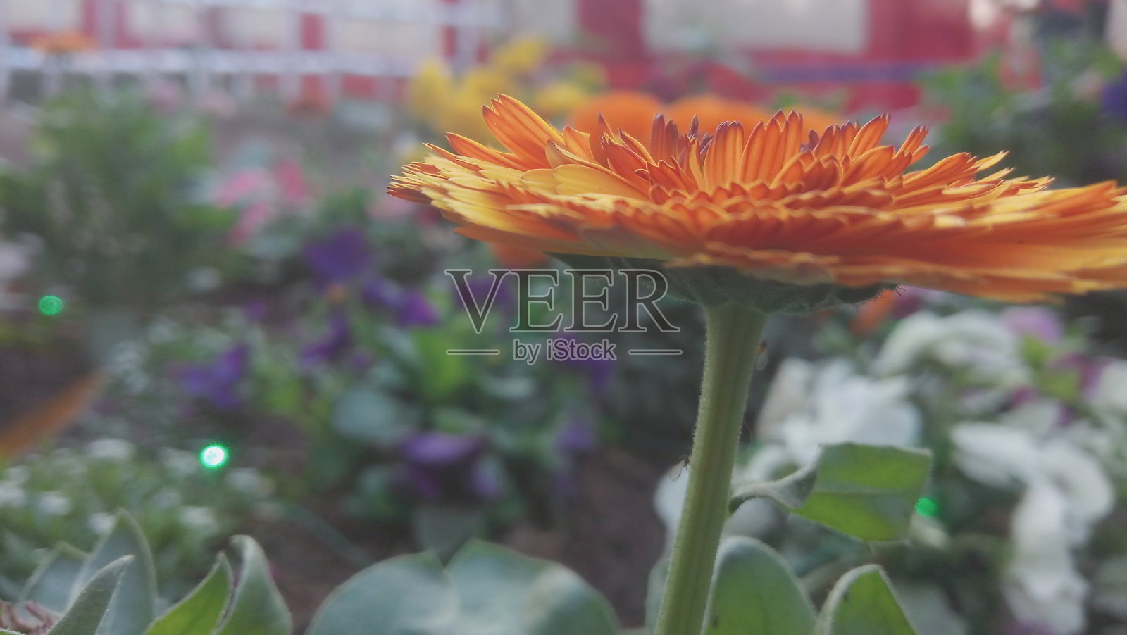 花照片摄影图片