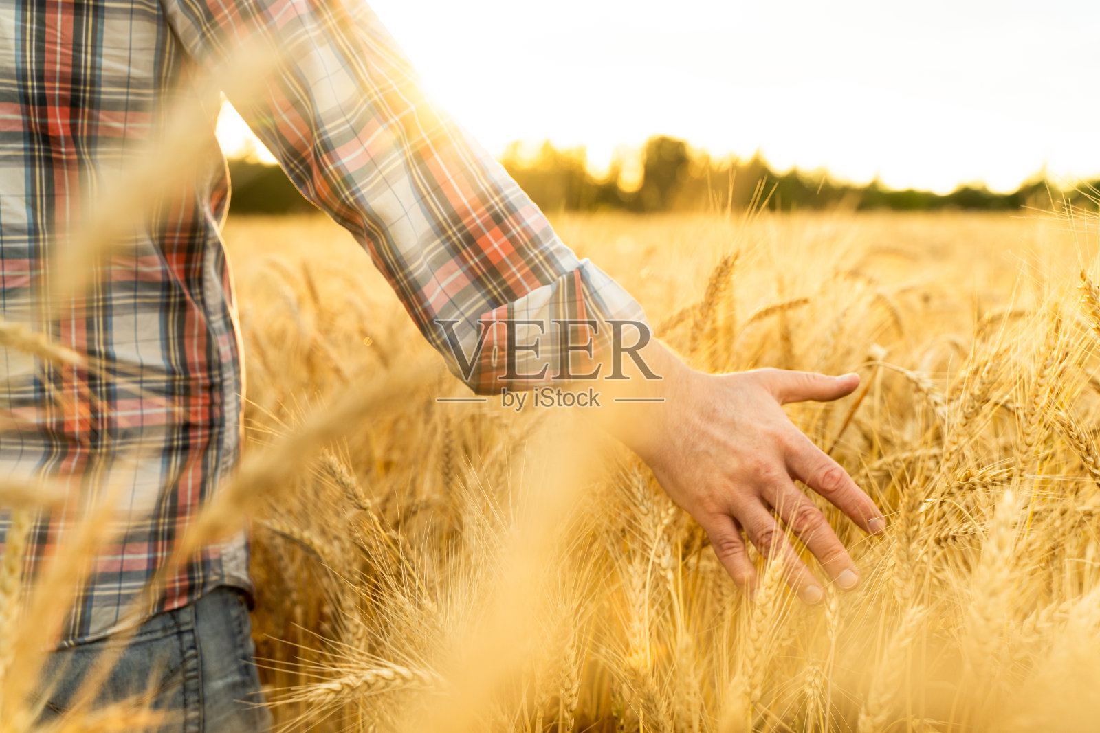 手抚摸着麦穗。一个农民在麦田里。丰收的概念照片摄影图片