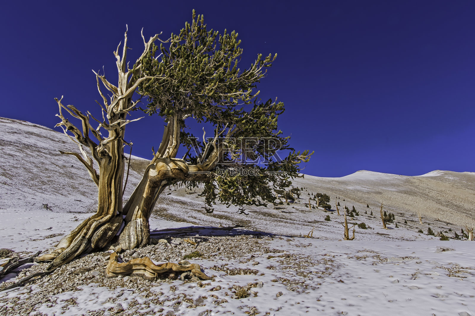 狐尾松,龙松,加州白山,一些现存最古老的树,Inyo国家森林,古狐尾松森林,加州;既有活的也有死的。照片摄影图片