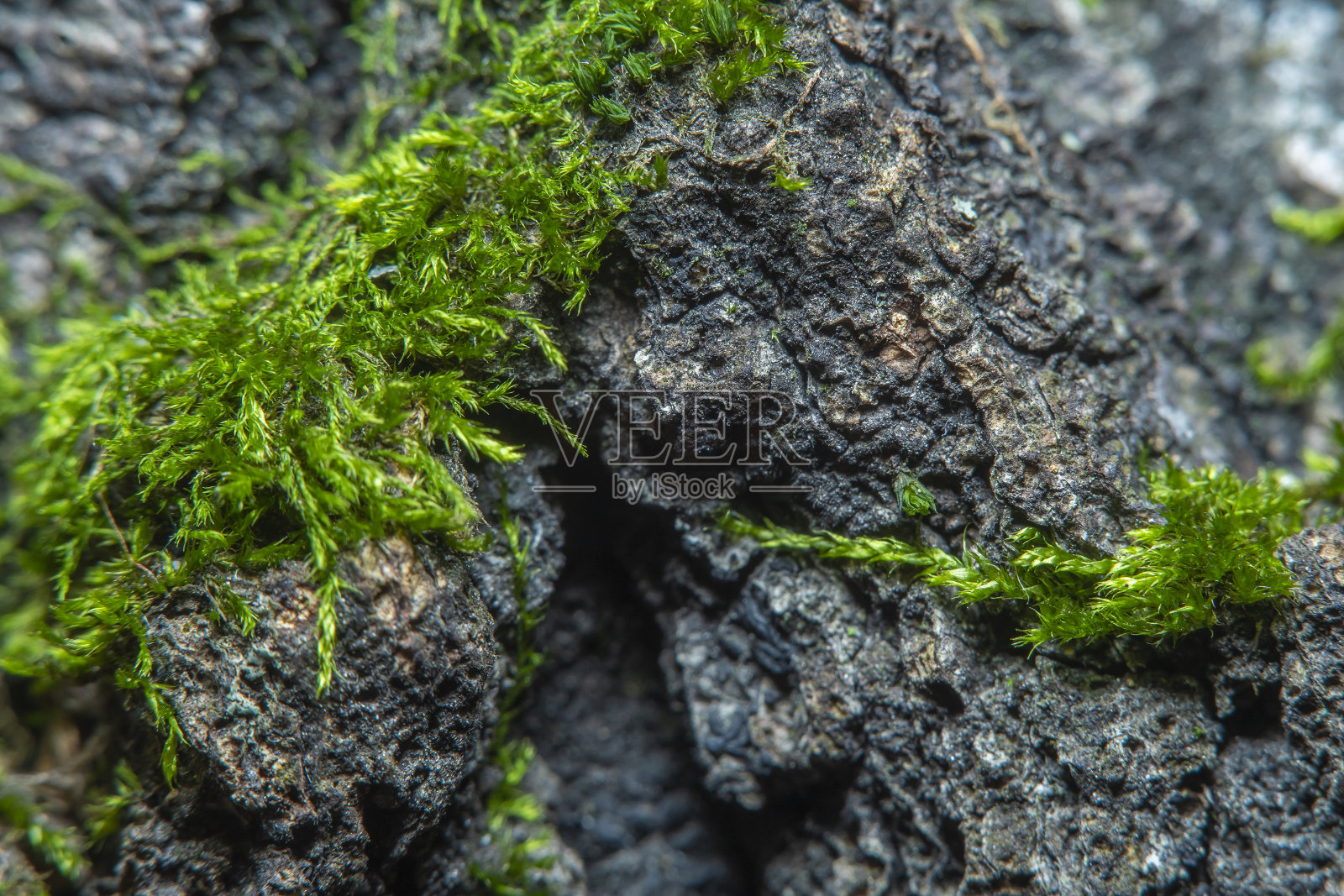 背景与树皮的老树与裂缝和隆起长满绿色苔藓在软焦点在高倍放大。细节和小事情用肉眼是看不见的。照片摄影图片