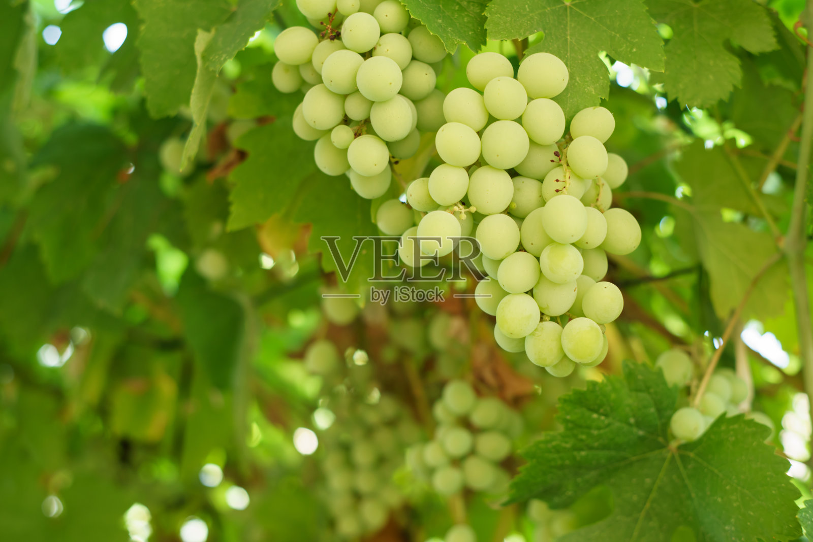 生长着绿色叶子的葡萄和太阳耀斑照片摄影图片