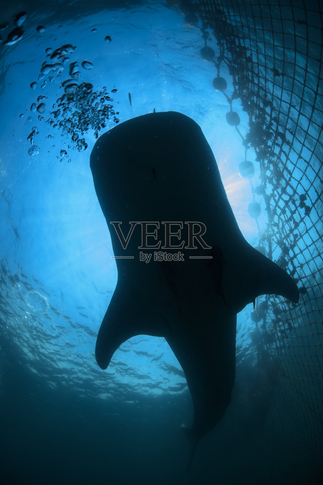 温柔的巨型鲸鲨在日本千叶水下游泳照片摄影图片