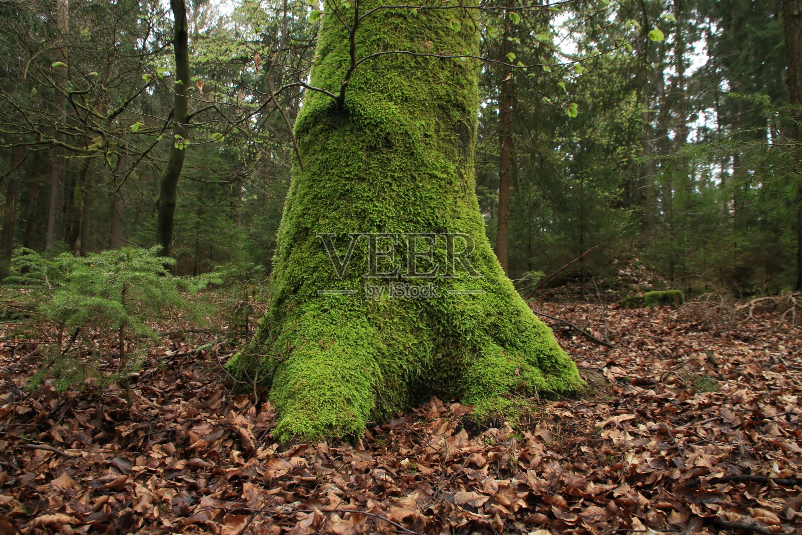 树干长满苔藓照片摄影图片