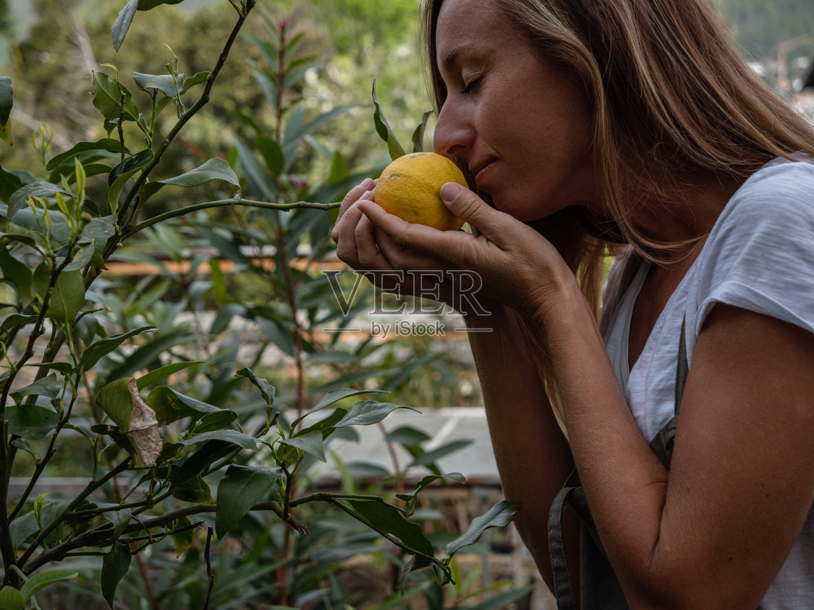 园艺妇女在春天照顾在花园里的柑橘植物照片摄影图片