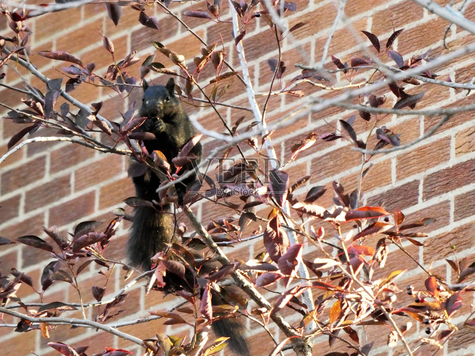 可爱的小黑松鼠坐在树上向下看照片摄影图片