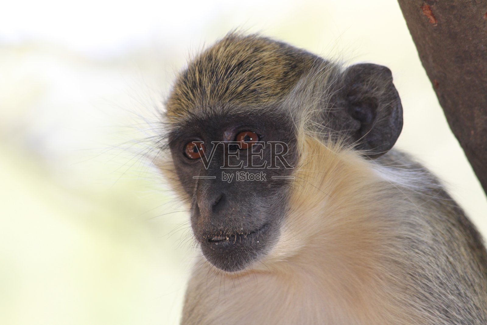 圭亚那和塞内加尔的野生动物照片摄影图片