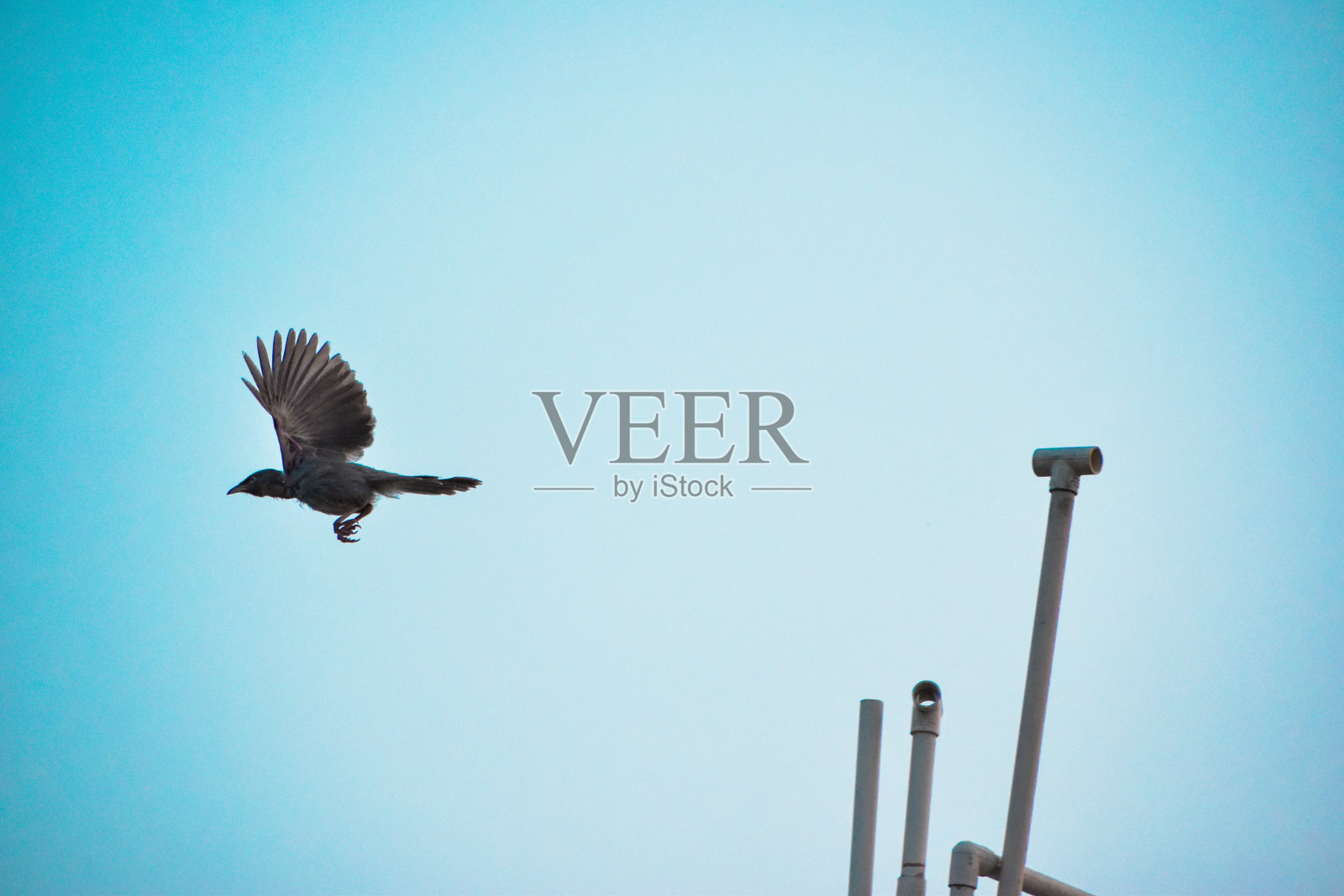 像鸟一样自由。银银鸥冬羽。照片摄影图片