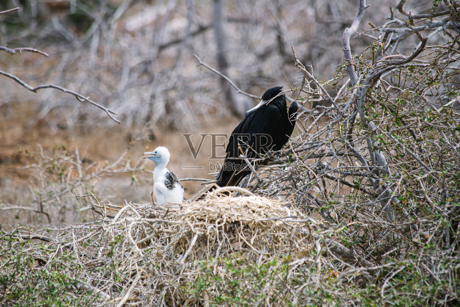 军舰鸟和军舰鸟宝宝的巢照片摄影图片