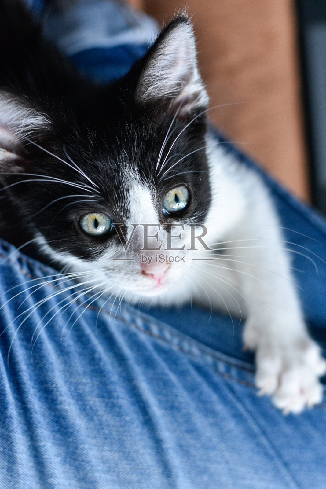 小猫照片摄影图片