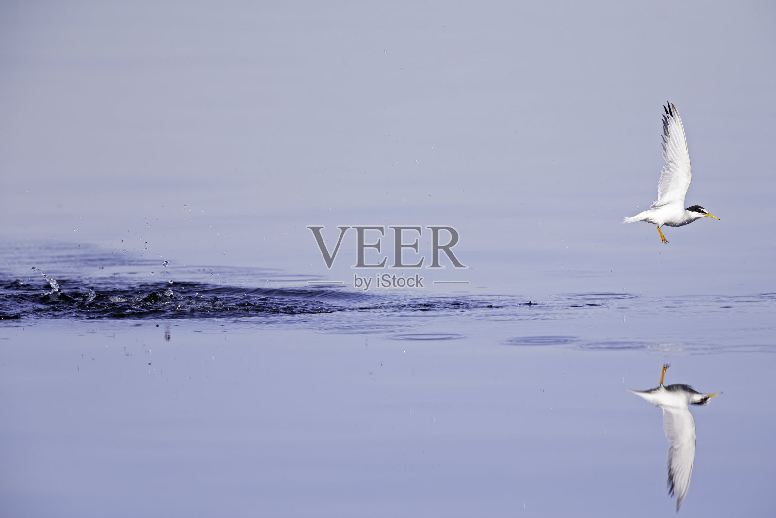 小燕鸥(白胸燕鸥)从湖中俯冲而起在德国照片摄影图片