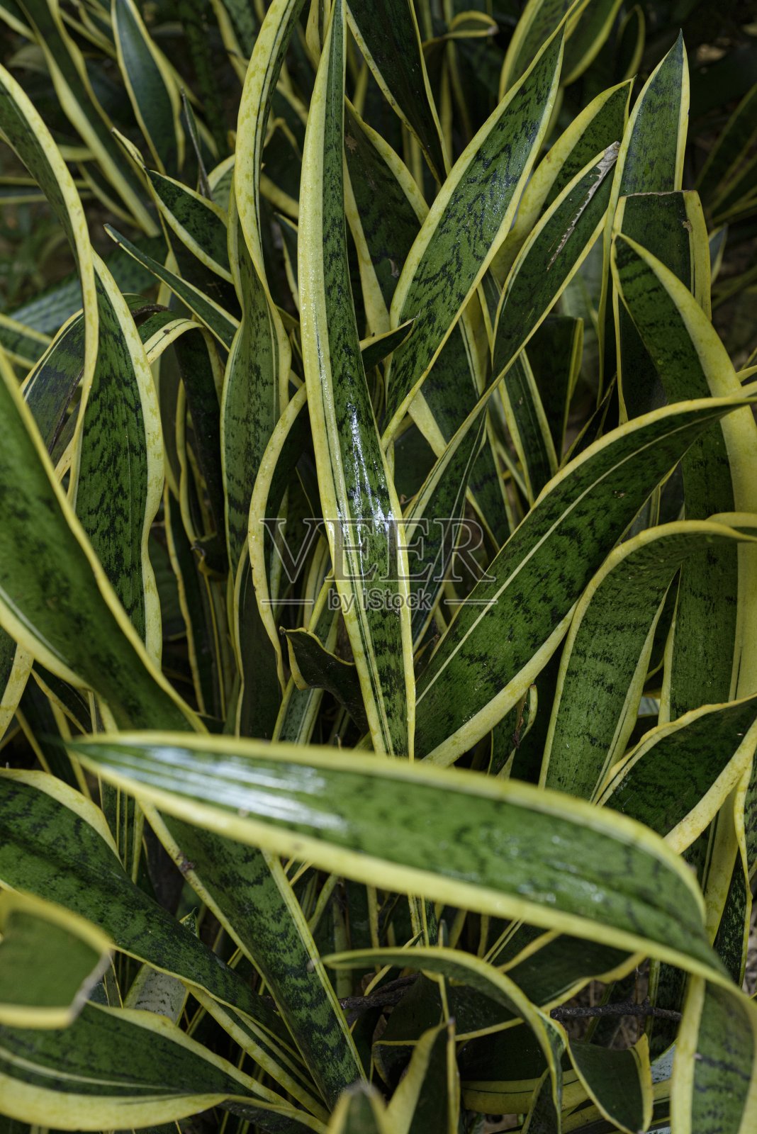 绿色的树叶照片摄影图片