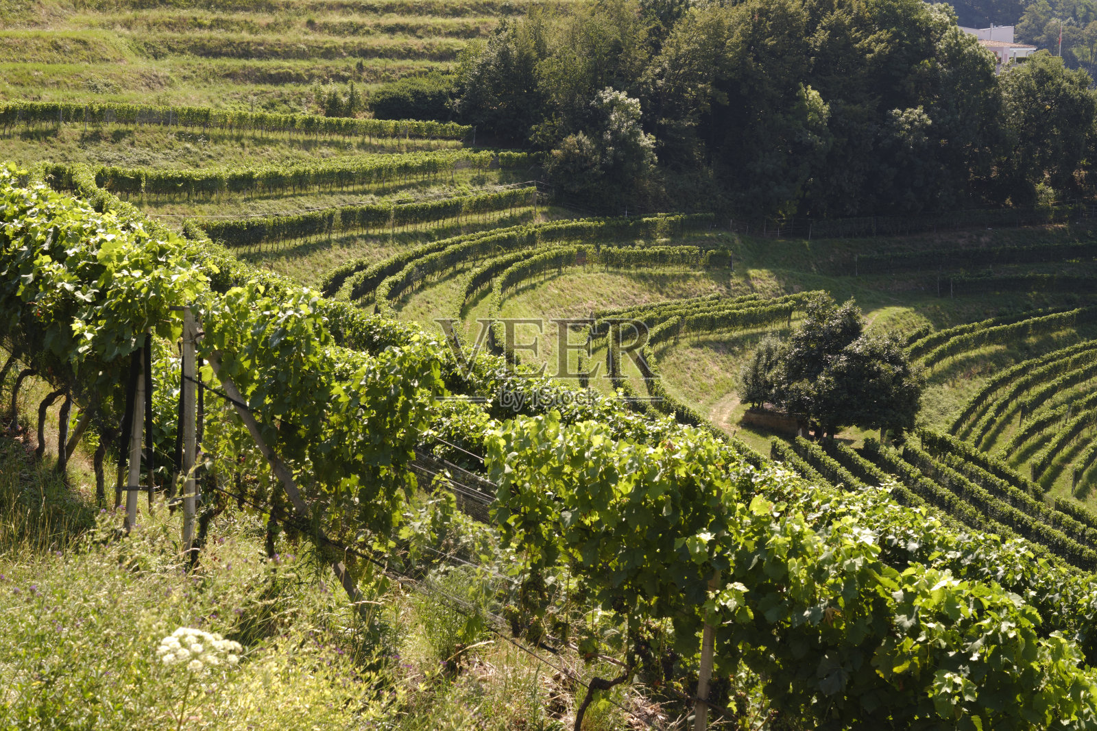 葡萄园照片摄影图片