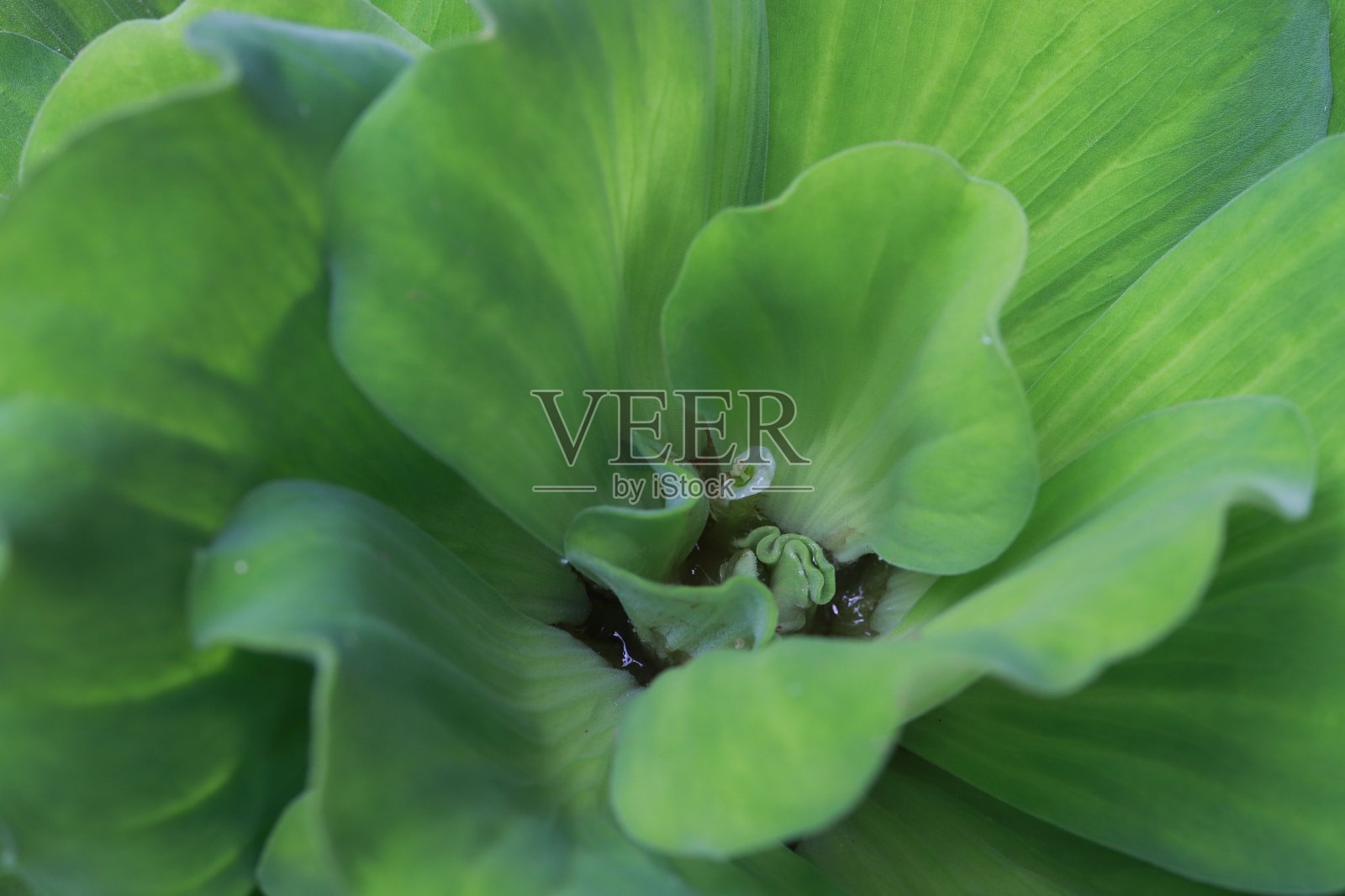 特写水莴苣或水生植物照片摄影图片