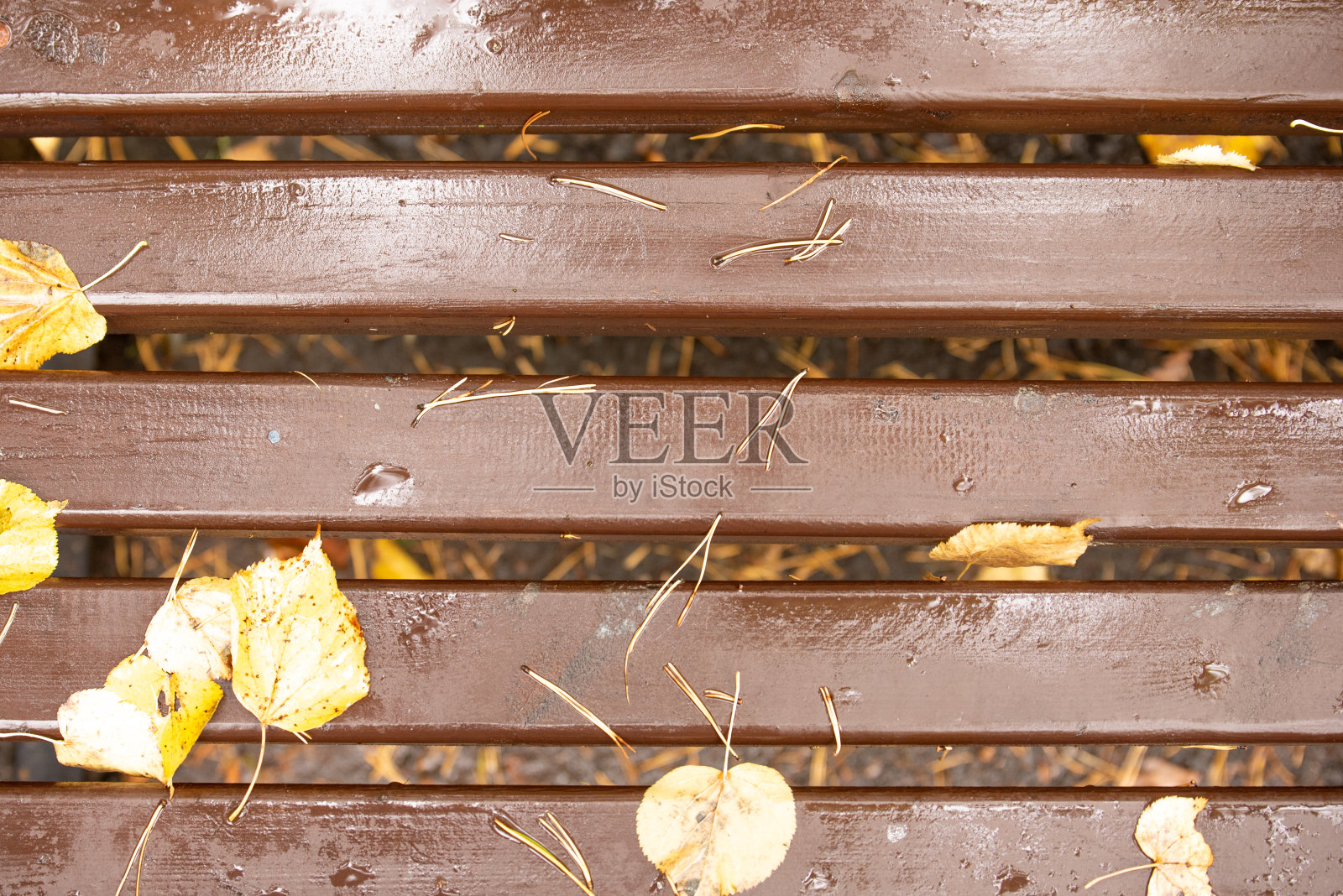 秋天森林公园里有树的雨天。照片摄影图片