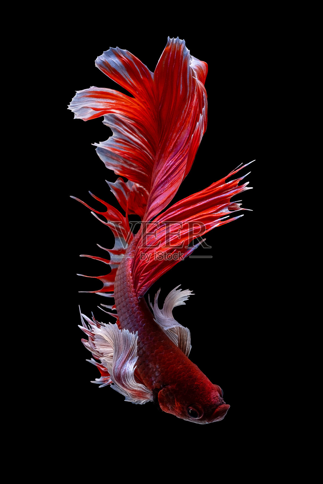 红白半月(象耳)的美丽动人瞬间。斗鱼或暹罗斗鱼孤立在黑色背景。在泰国很受欢迎的鱼。近距离微距拍摄。照片摄影图片