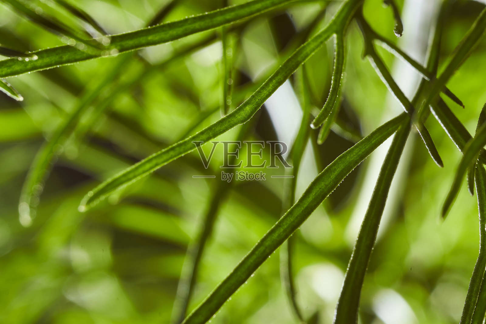 这种植物的绿叶很薄。特写镜头。宏观效果照片照片摄影图片