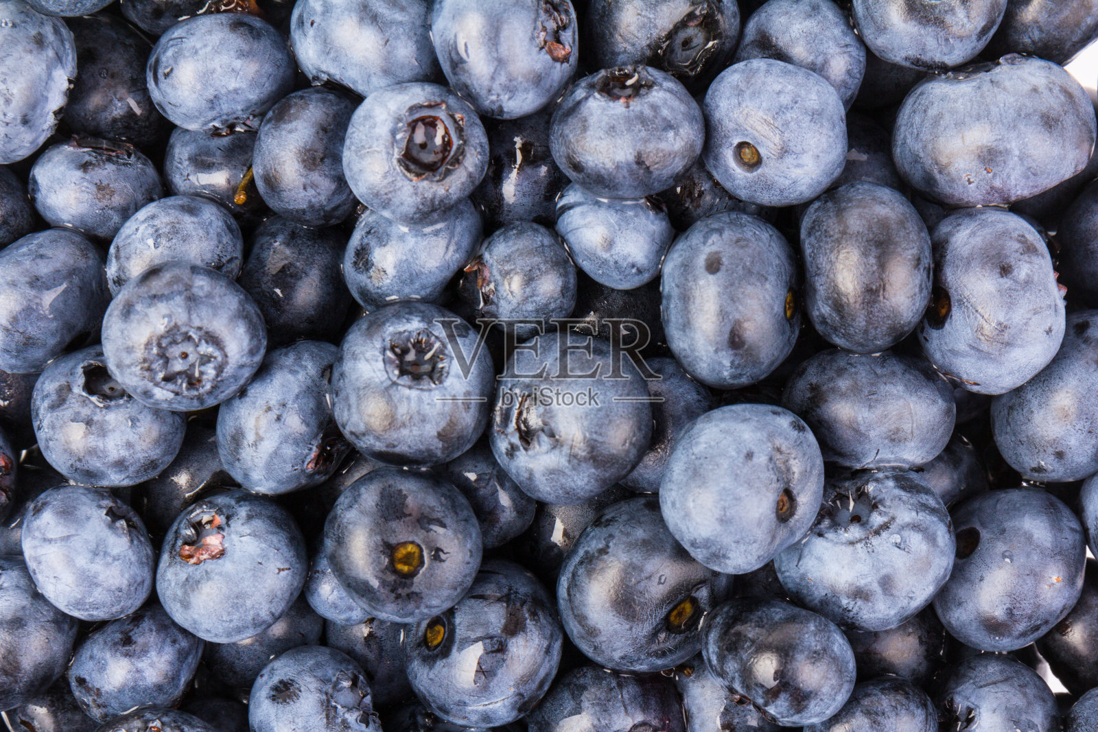 蓝莓孤立。蓝莓白底。越桔。剪切路径。照片摄影图片