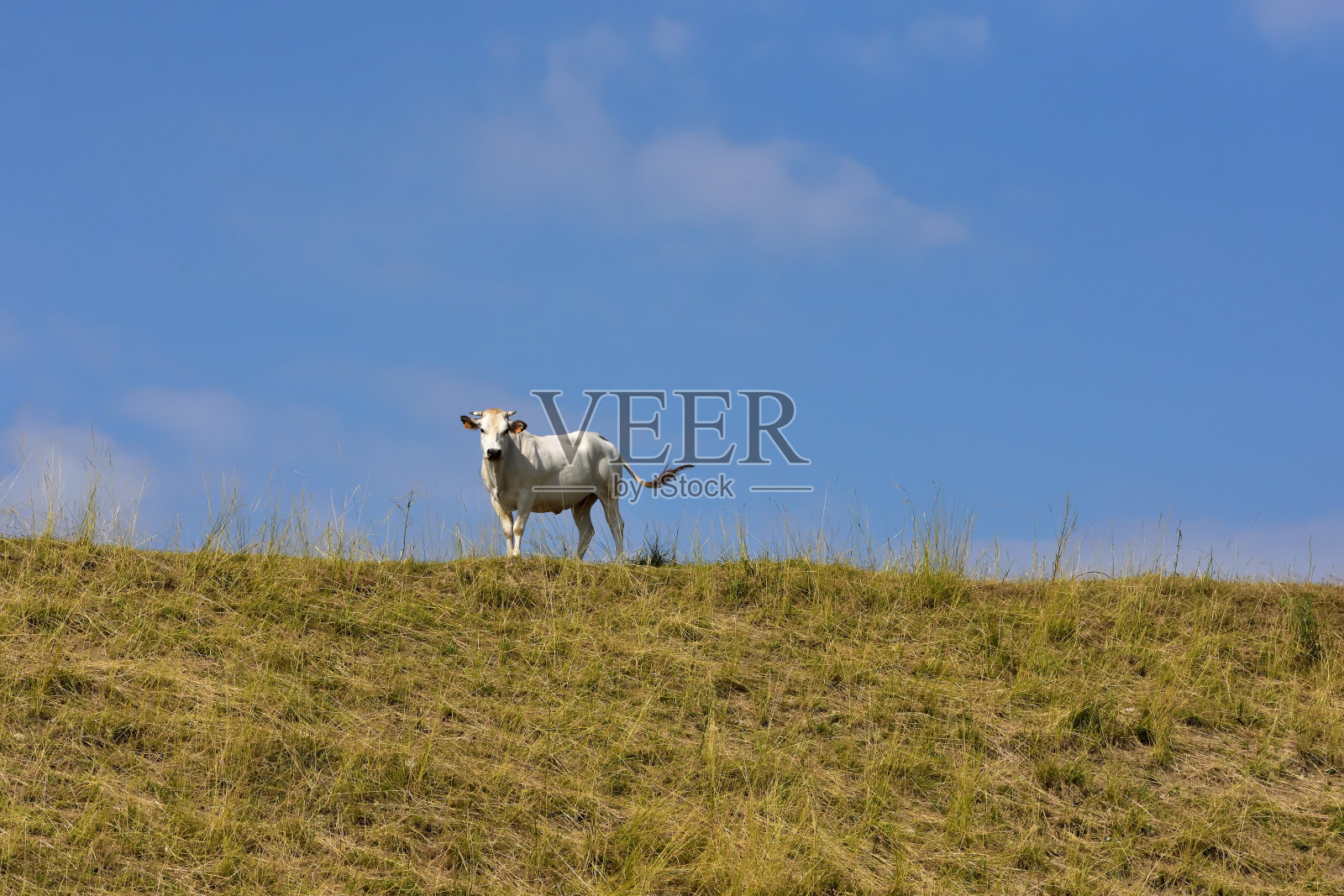 利古里亚的牛和马。照片摄影图片